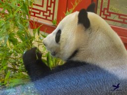 Tiergarten Schönbrunn am 20.10.2025